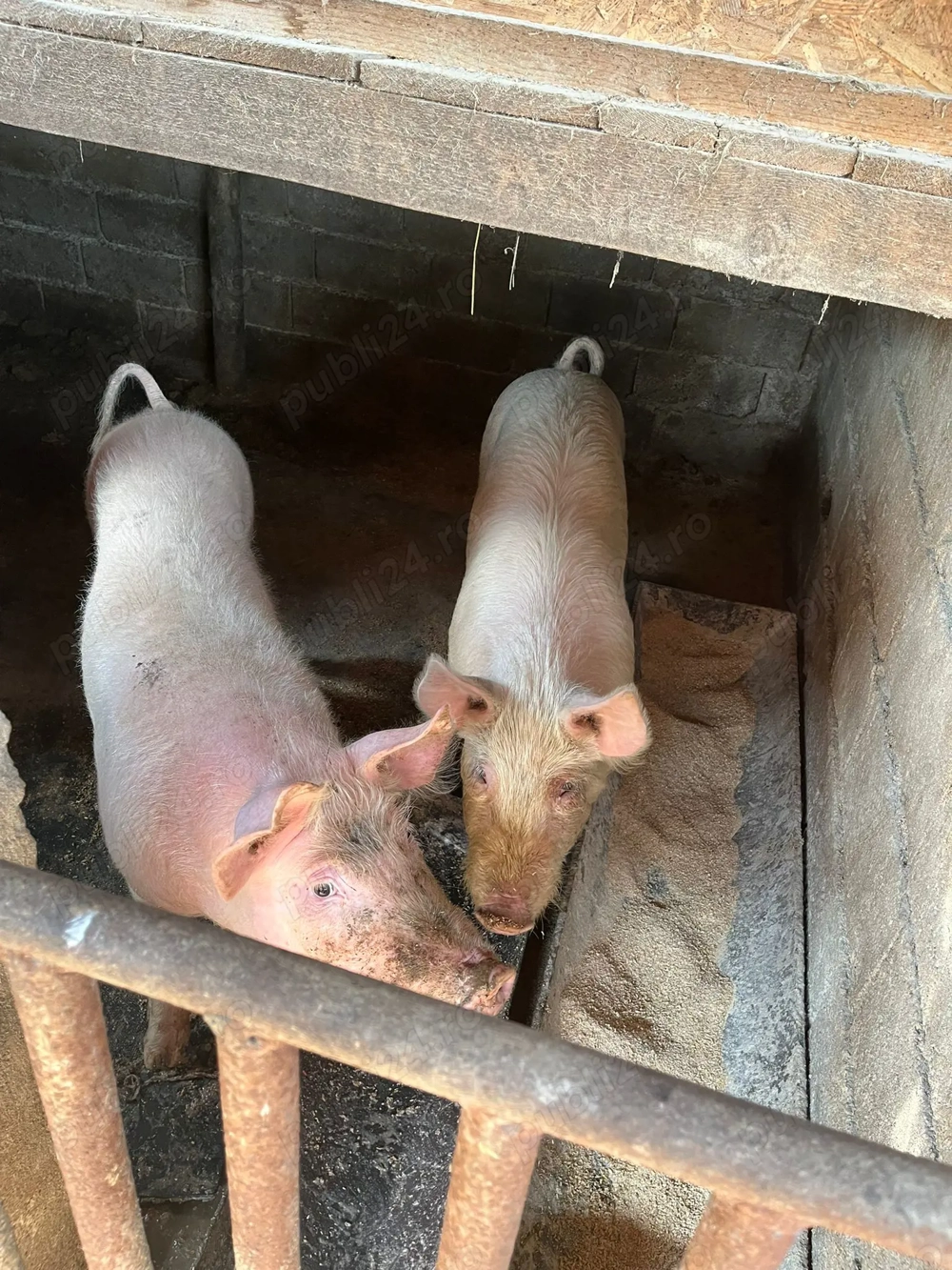 Porci de vânzare Turceni Județul Gorj