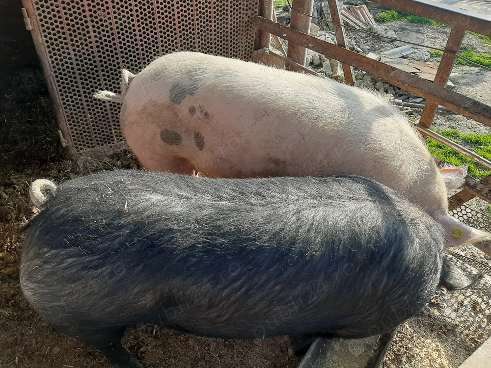 Porci crescuți natural de la 100kg la 350kg