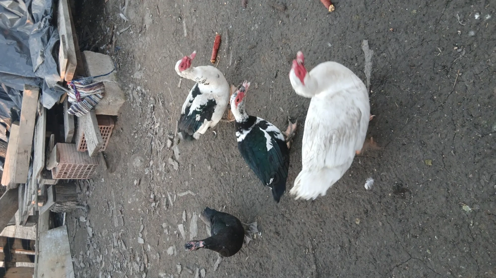 Rațe mute crescute în libertate 