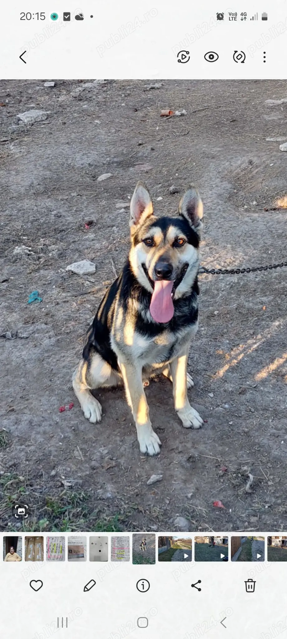 adoptie ciobanesc german