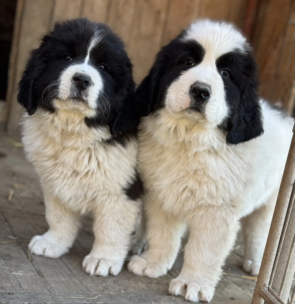 Disponibili 2 masculi 