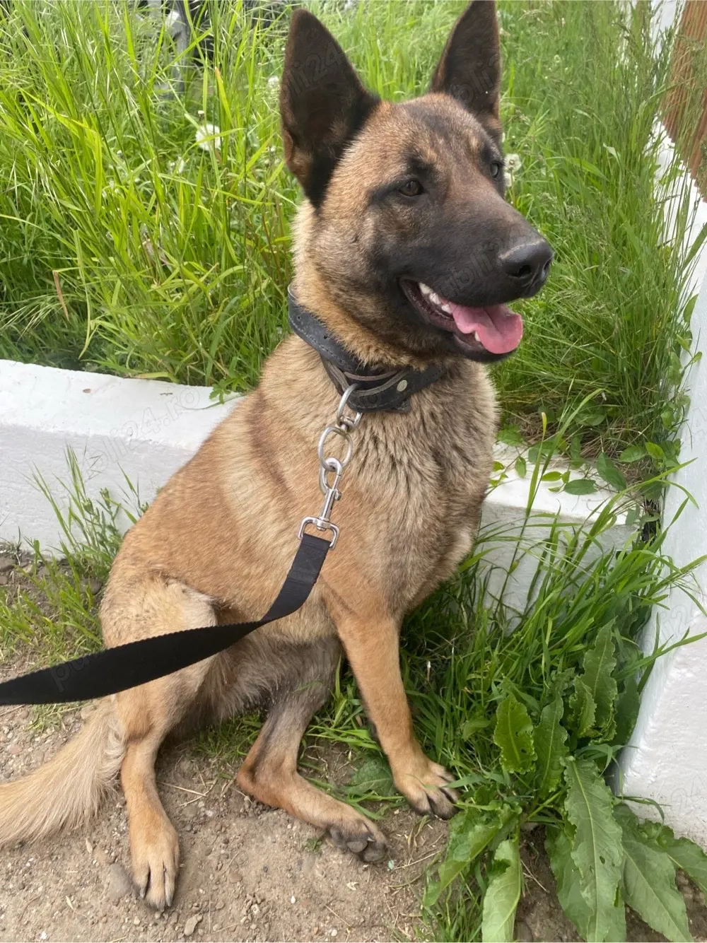 Femelă Ciobanesc Belgian-Malinois