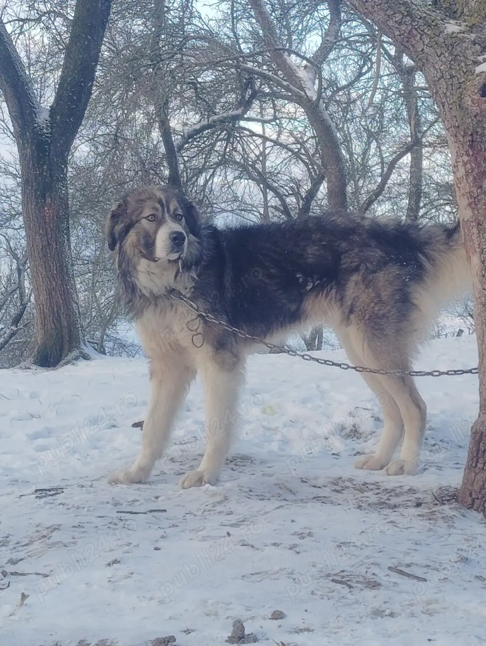 masculul Ciobanesc romanesc carpatin 