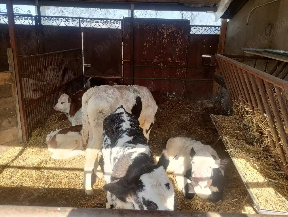 Vând viței înțărcați, 3700 Ron.