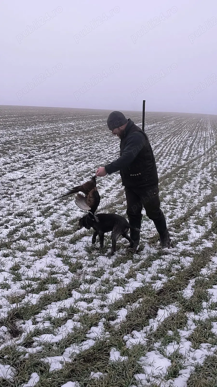 Vand pui Brak German 