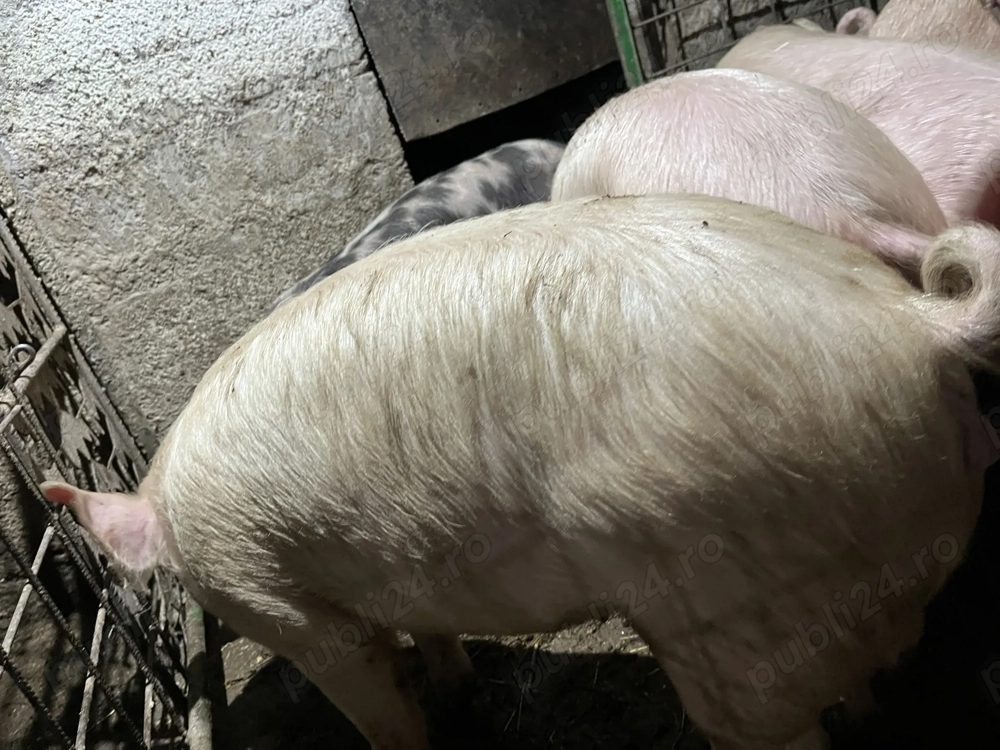 De vânzare porci de casă 