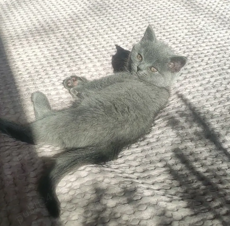 British shorthair blue 