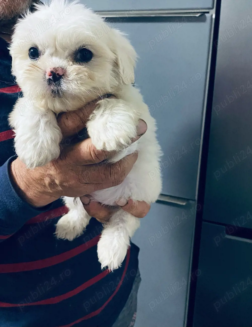 Vand shih tzu 2 luni vaccinat si deparazitat