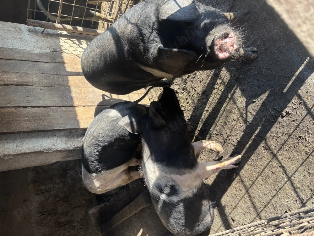 Porci de vânzare 
