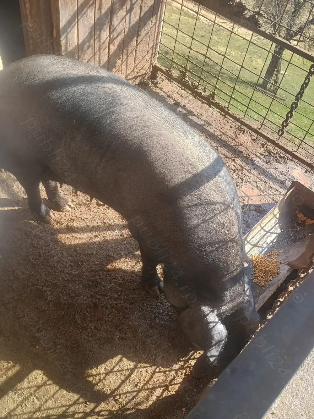 Vând scroafa crescută în gospodărie 