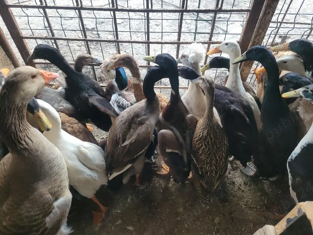 Rațe indiene alergătoare