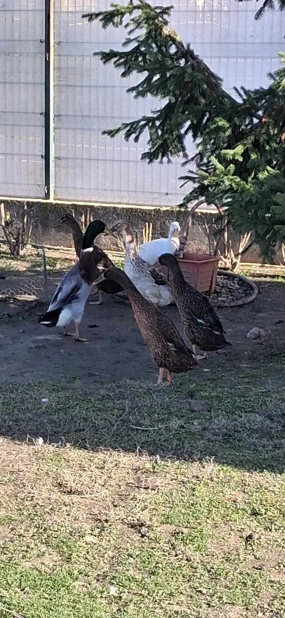 Rațe indiene tinere de anul trecut 