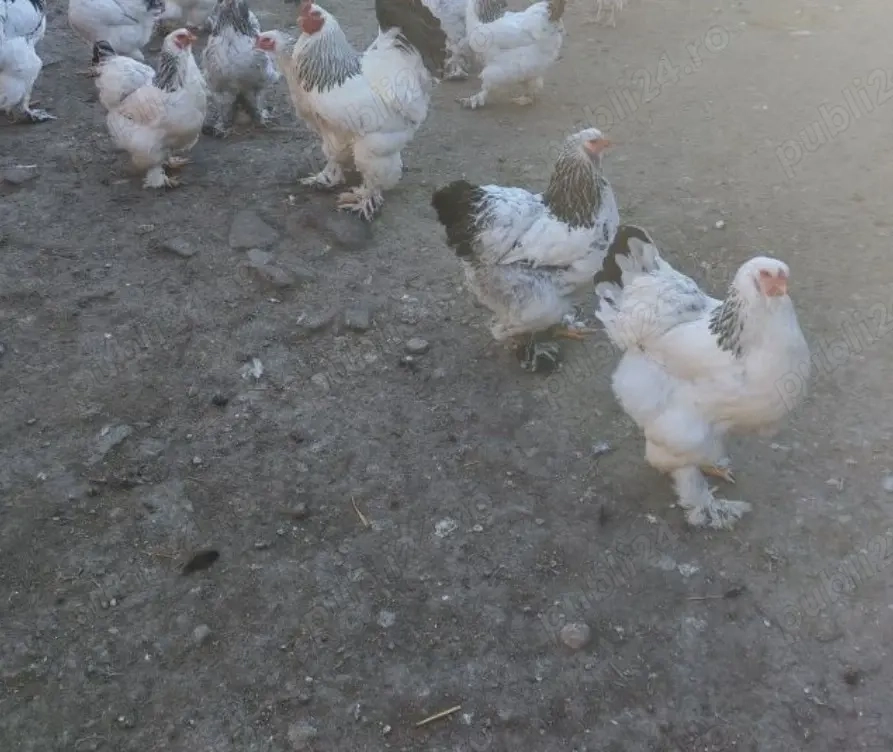 Vindem oua gaini Brahma