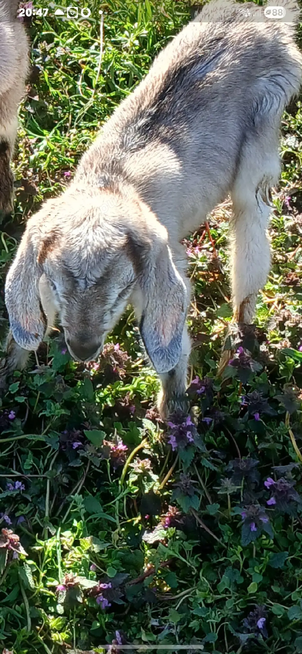 ied tapuc de vanzare