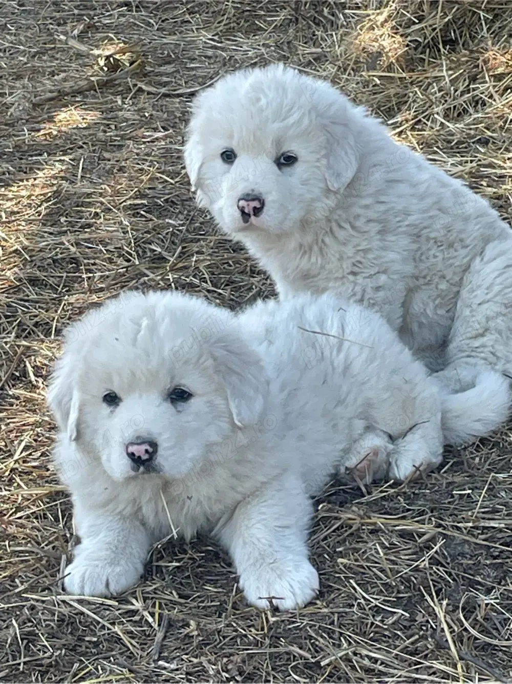 ciobanesc de bucovina