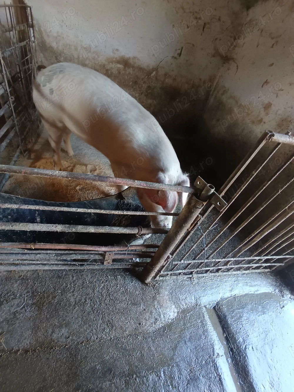 De vânzare vier bun de ținut 