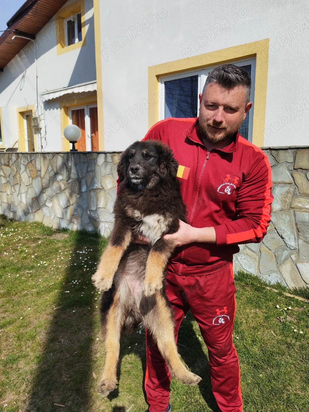Femelă Mastiff Tibetan 