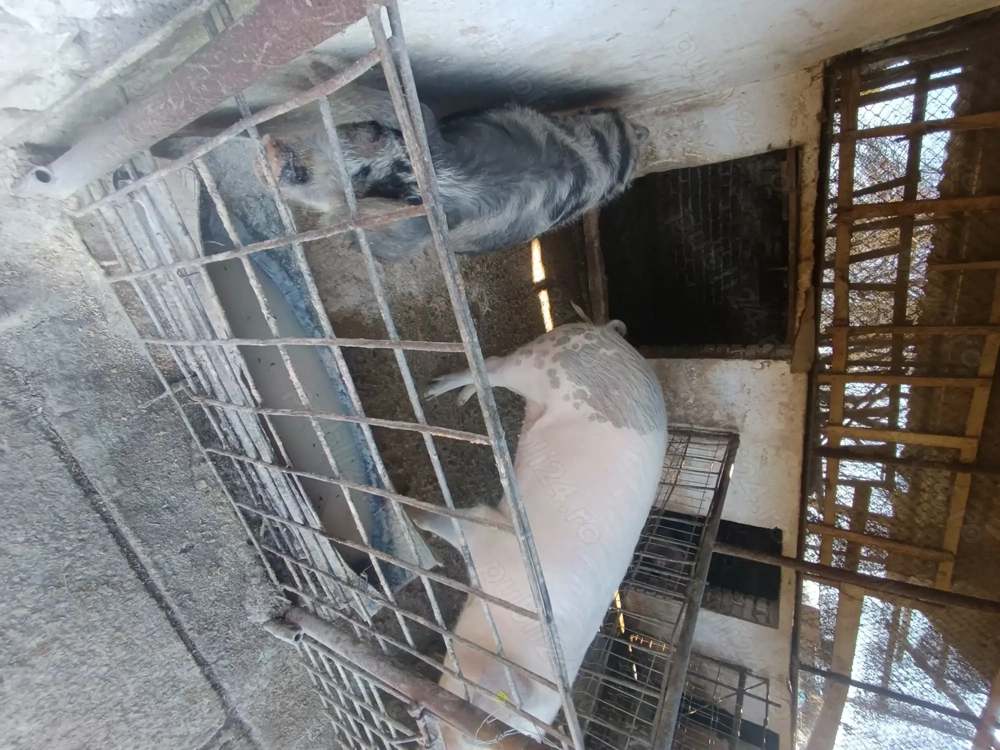 Disponibile foarte bune de ținut 