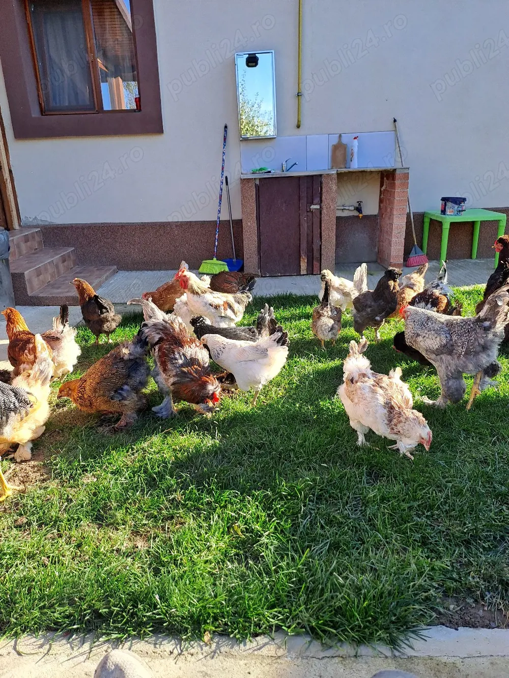 Vând oua pentru incubat 