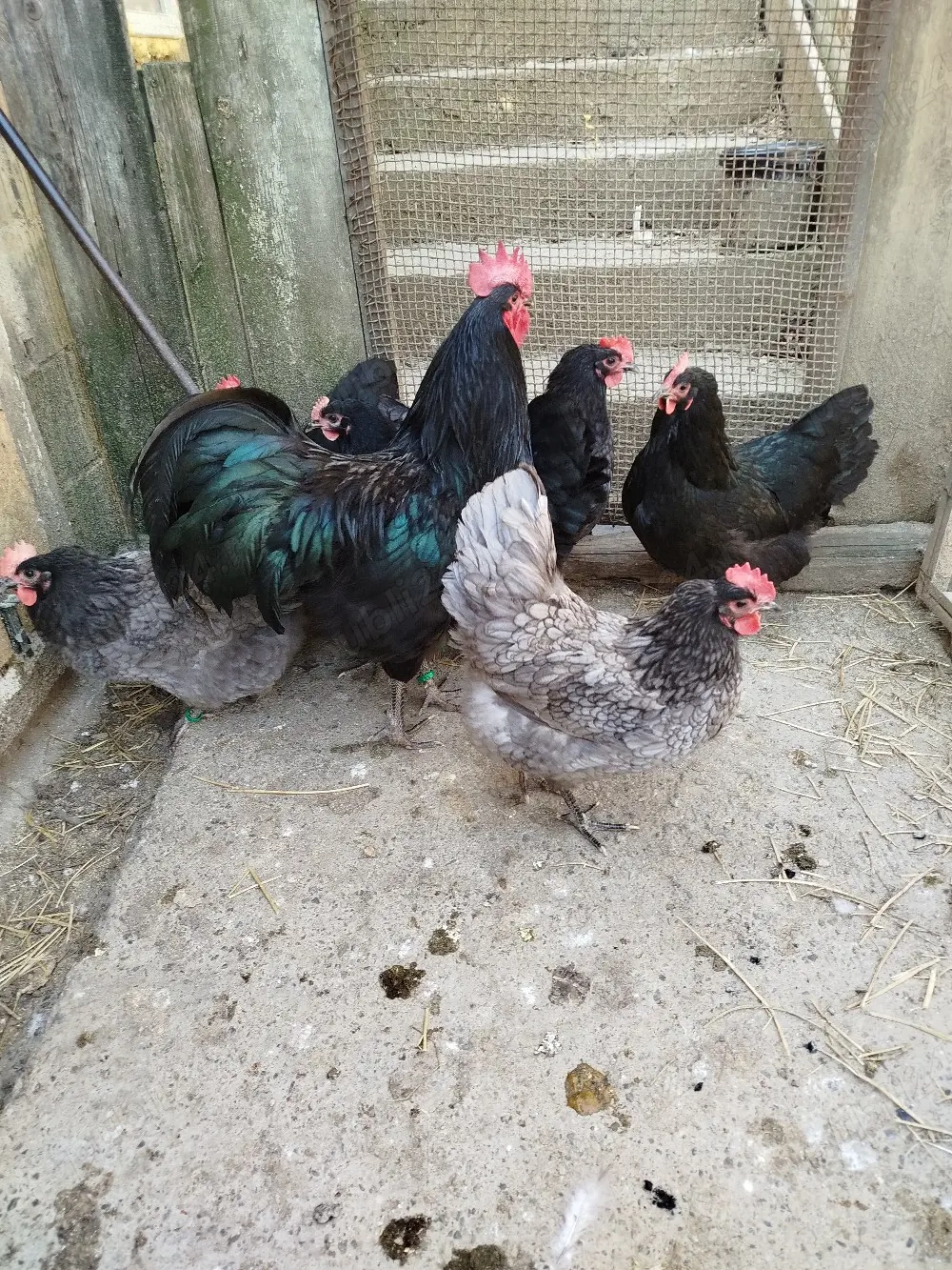 ouă pentru incubat de la găini australorp 