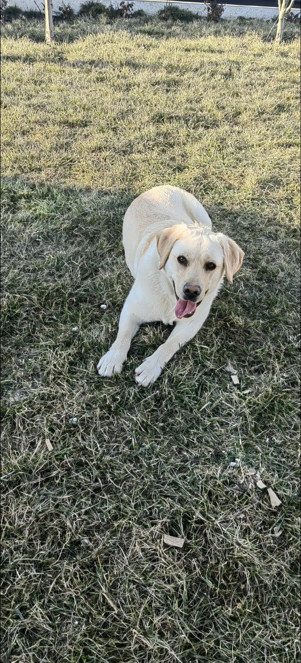 Donez femelă labrador 11 luni