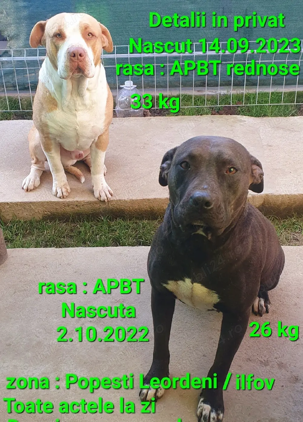 American Stafordshire