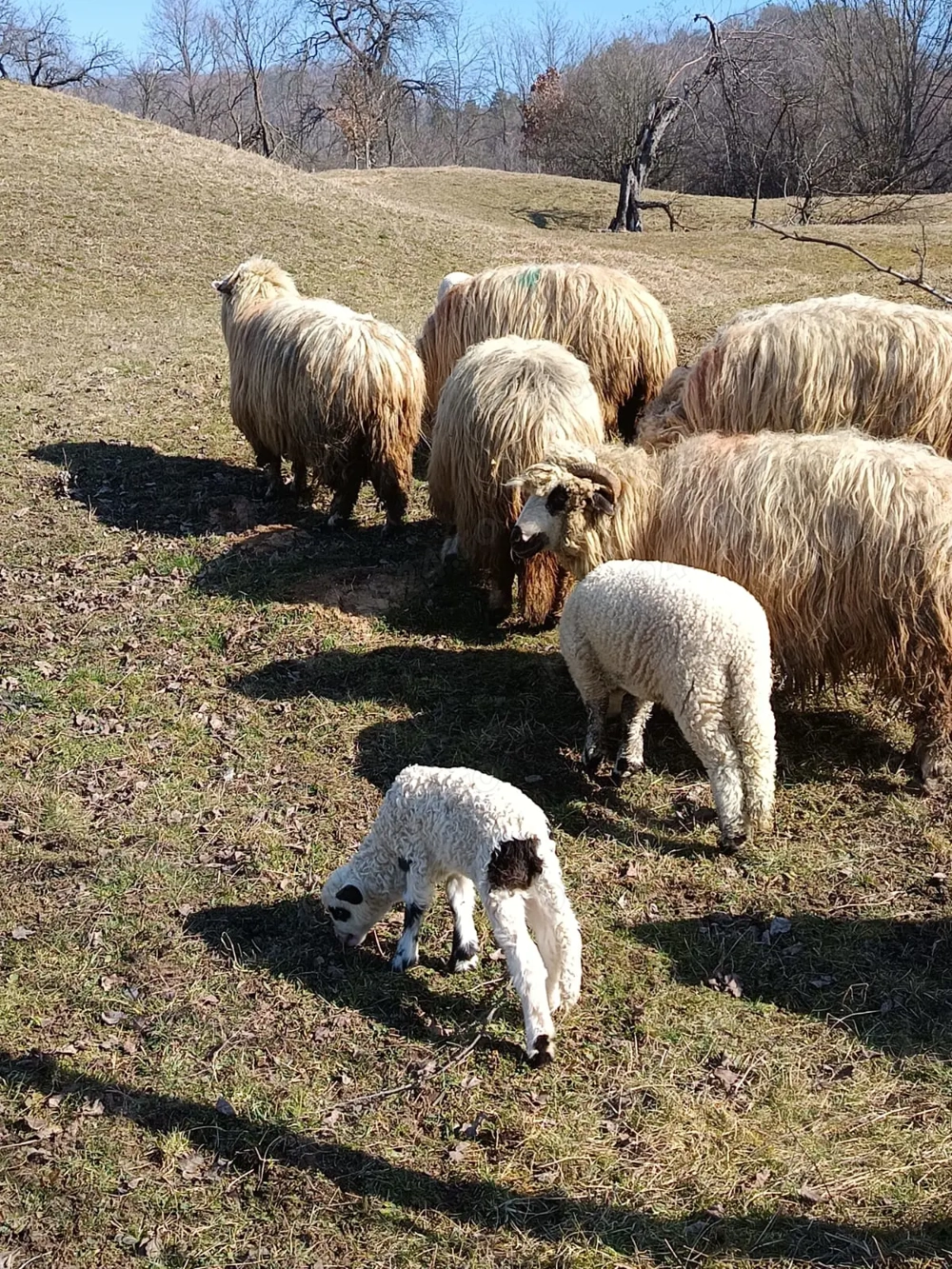 Oi de vânzare cu miei.