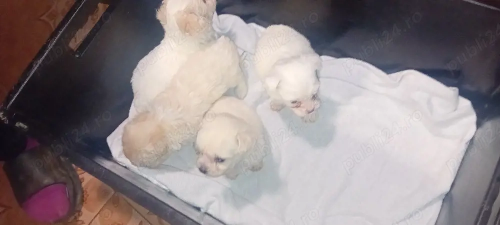 căței bishon maltez jucăuși 