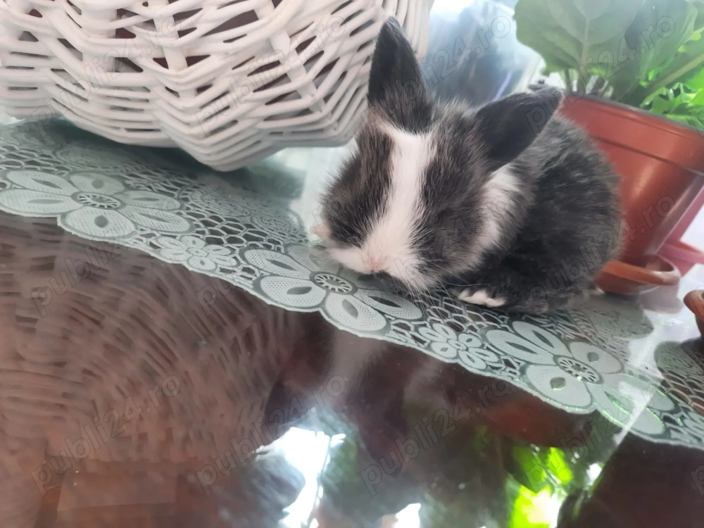 Iepurași  Cap de Leu, dragalași și pufoși