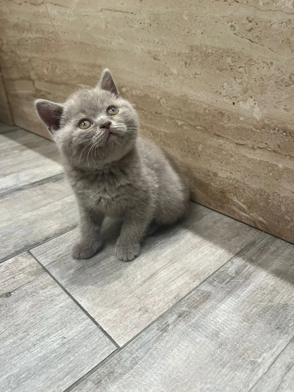 British shorthair capuccino