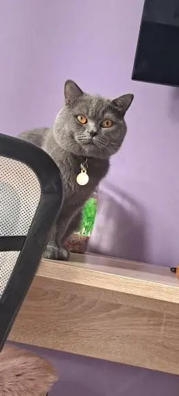 British shorthair blue 