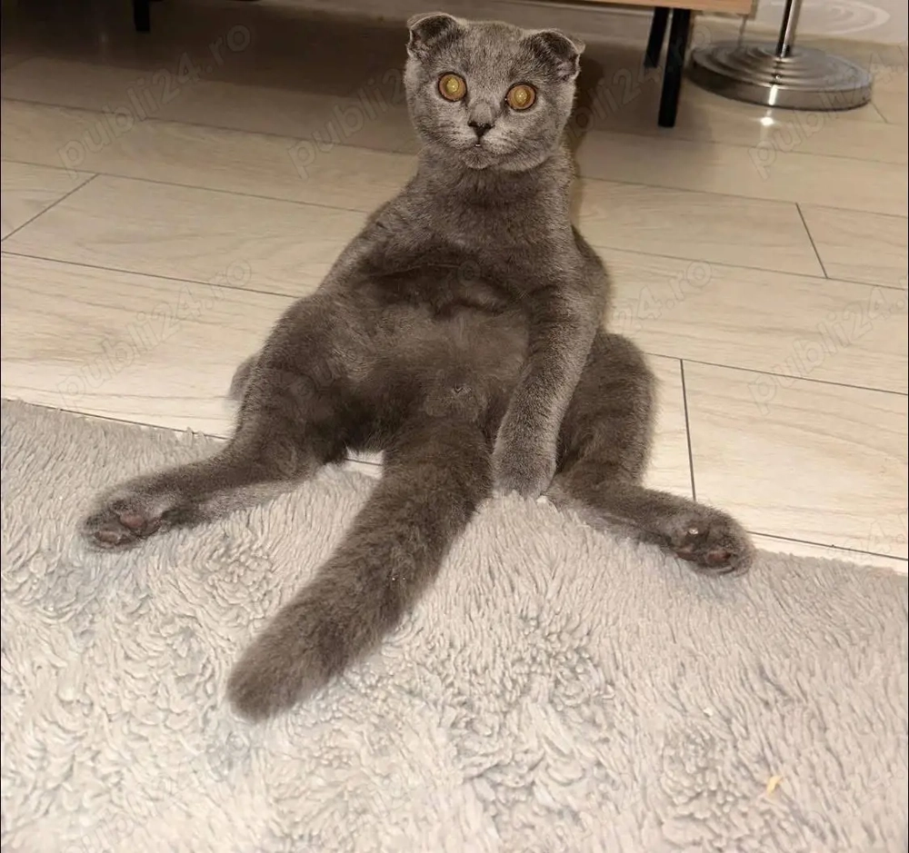 Scottish fold de vânzare 