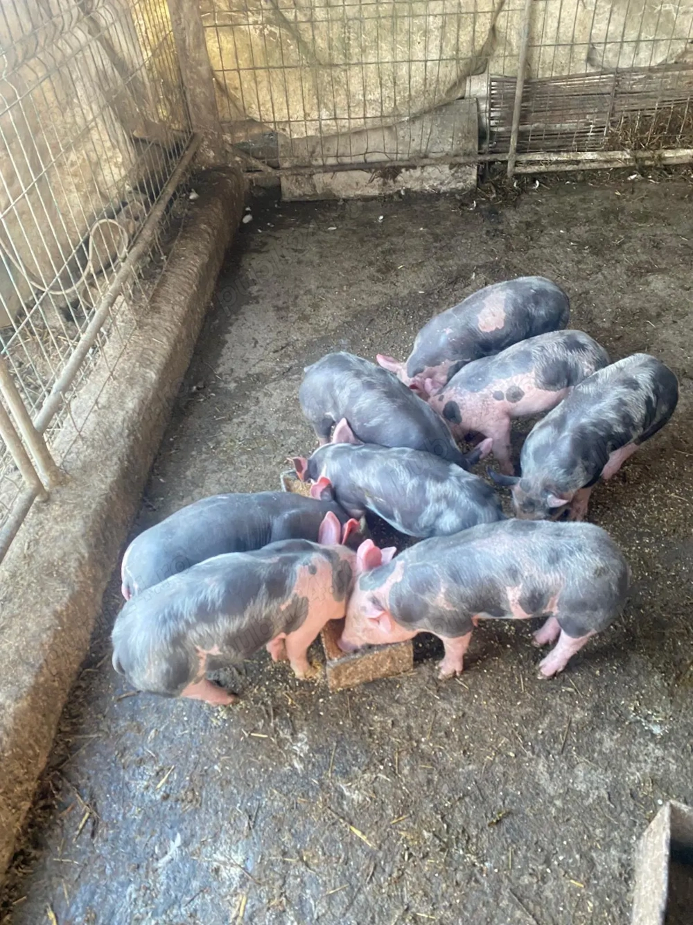 Purcei Rasa Pietrain 