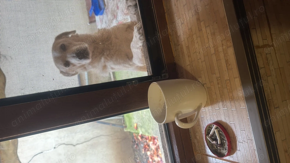 Caine talie medie spre mare 