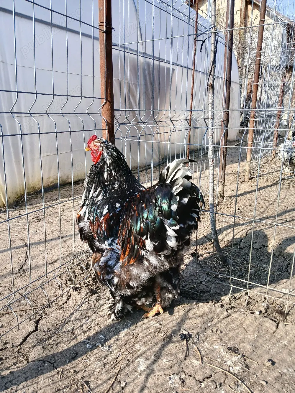 vand cocos brahma portelan