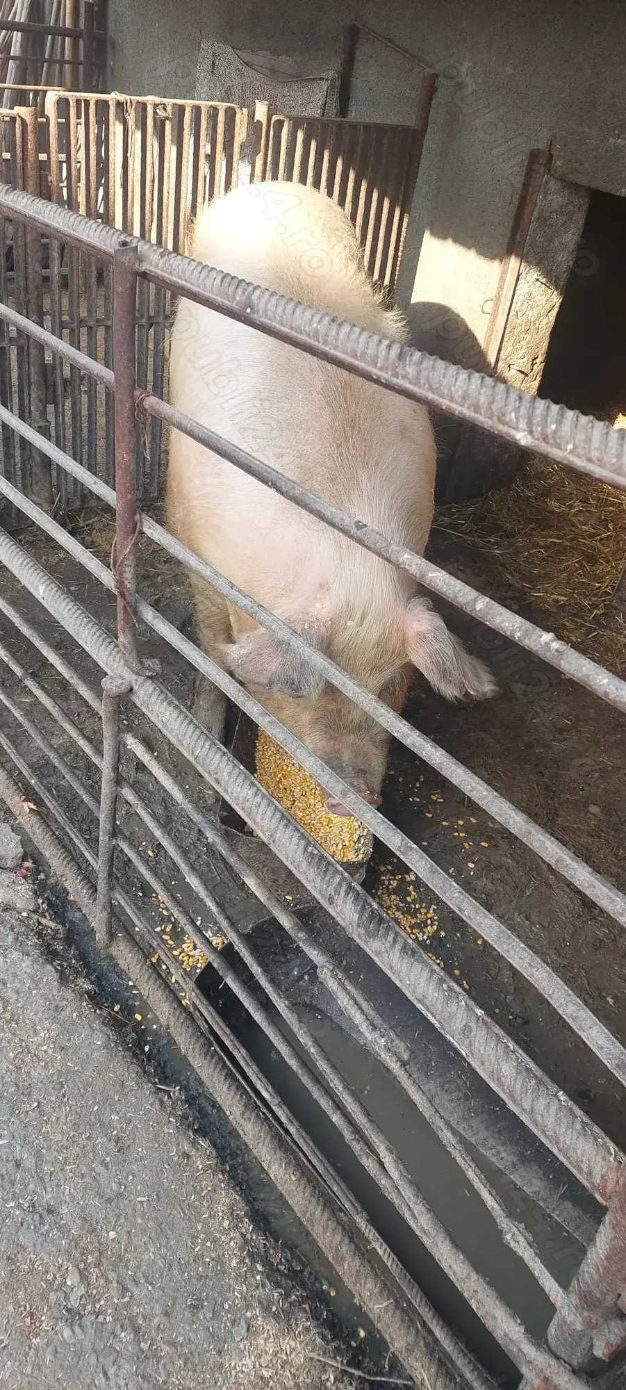 Purcea de vânzare Negociabil 