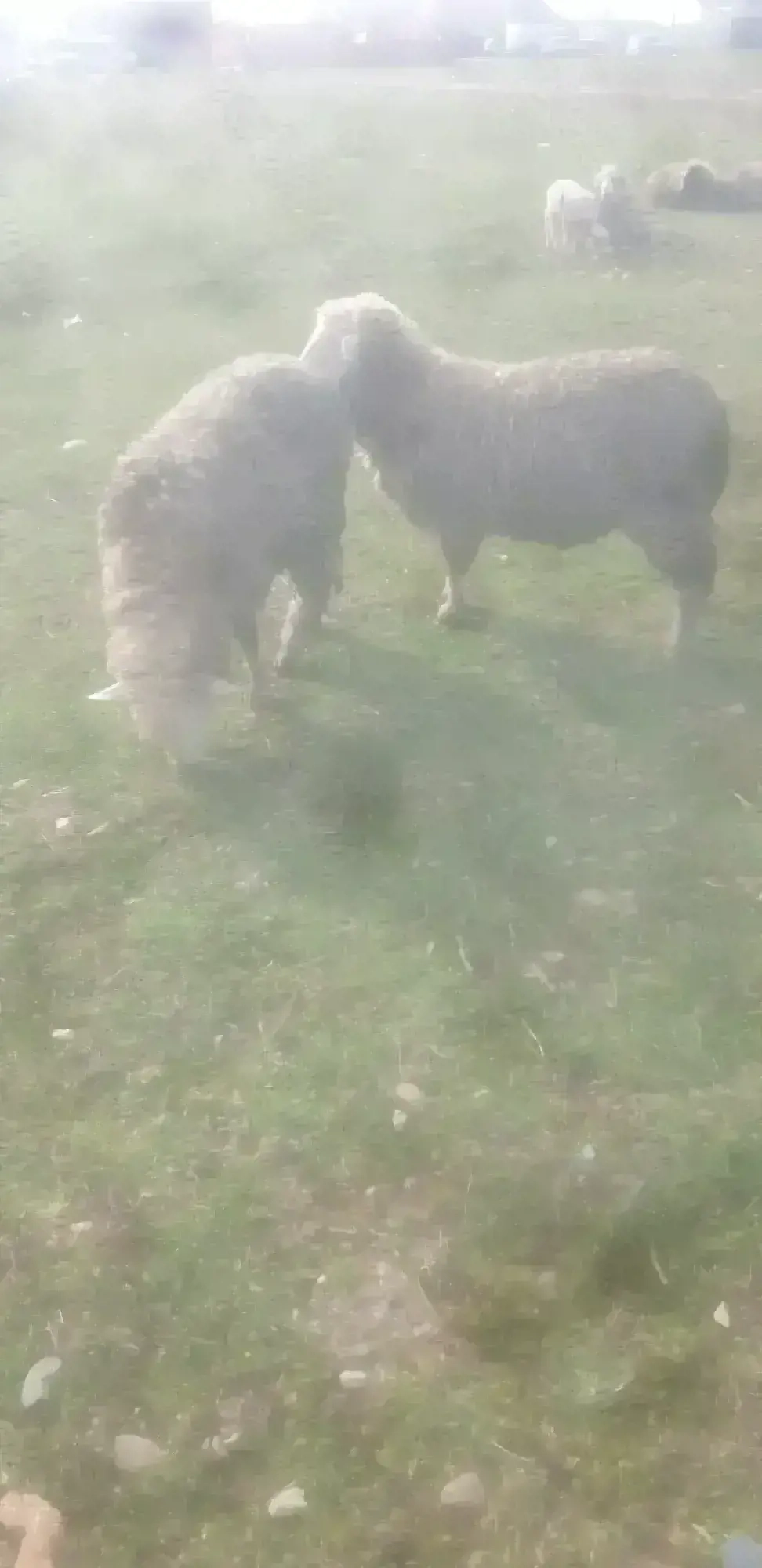 Vând un berbeci si 11oi merinos de palas fac și schimb 