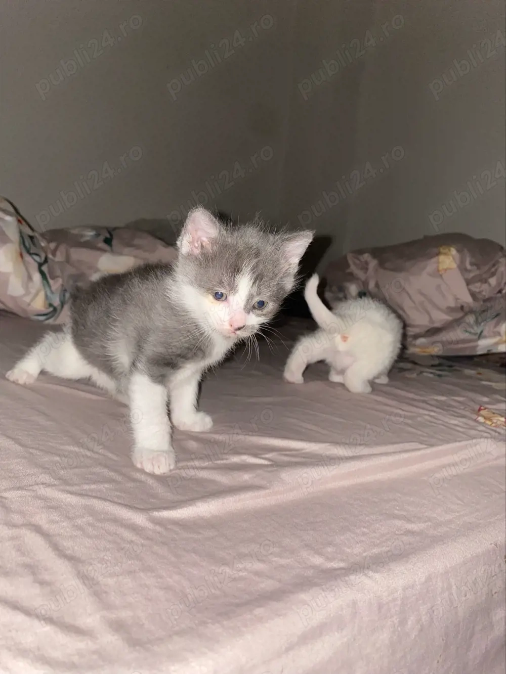 donez doi motănei british 250  de lei buna 