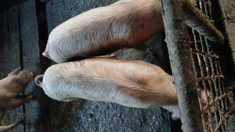 Vând sau schimb cu cherestea