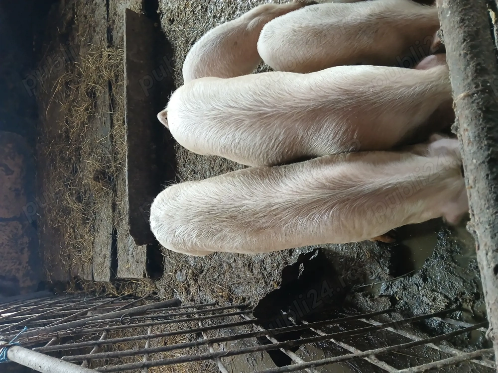 Vand sau schimb cu cherestea  