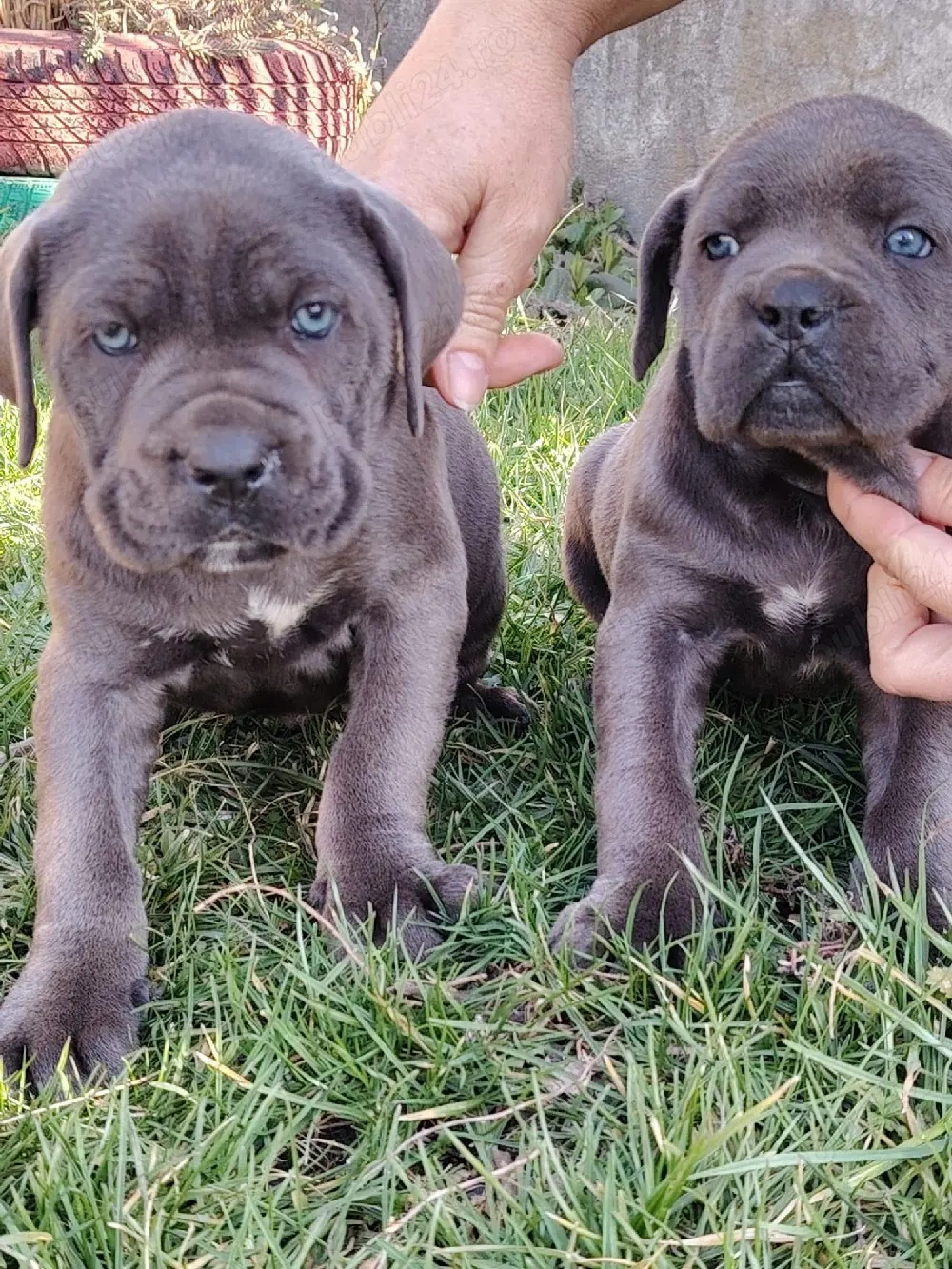 cane corso de vânzare