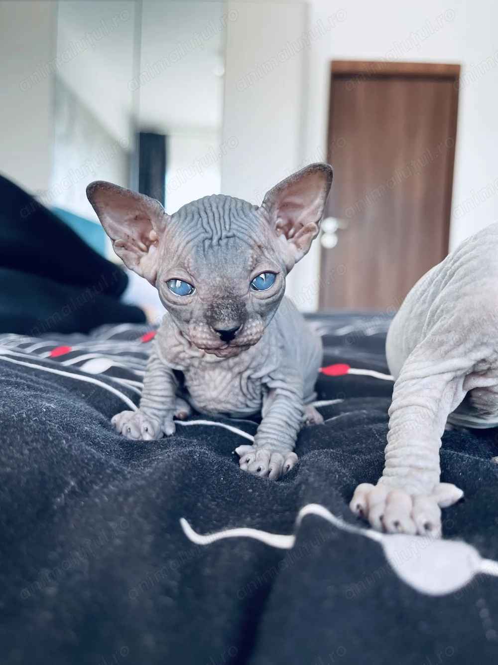 Pui Sphynx deosebiți !
