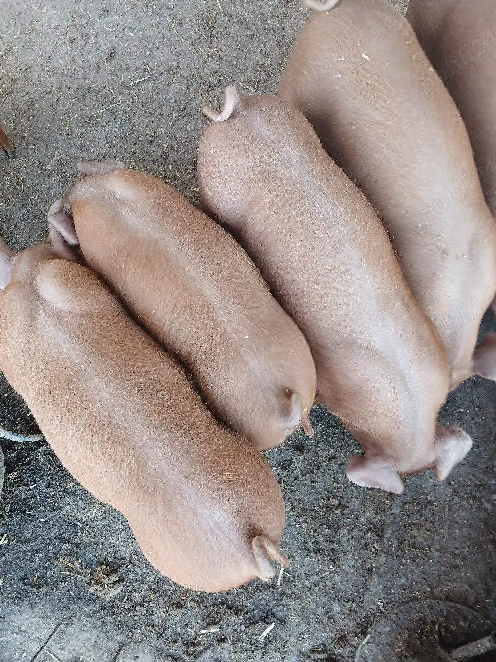 purcei duroc de vînzar