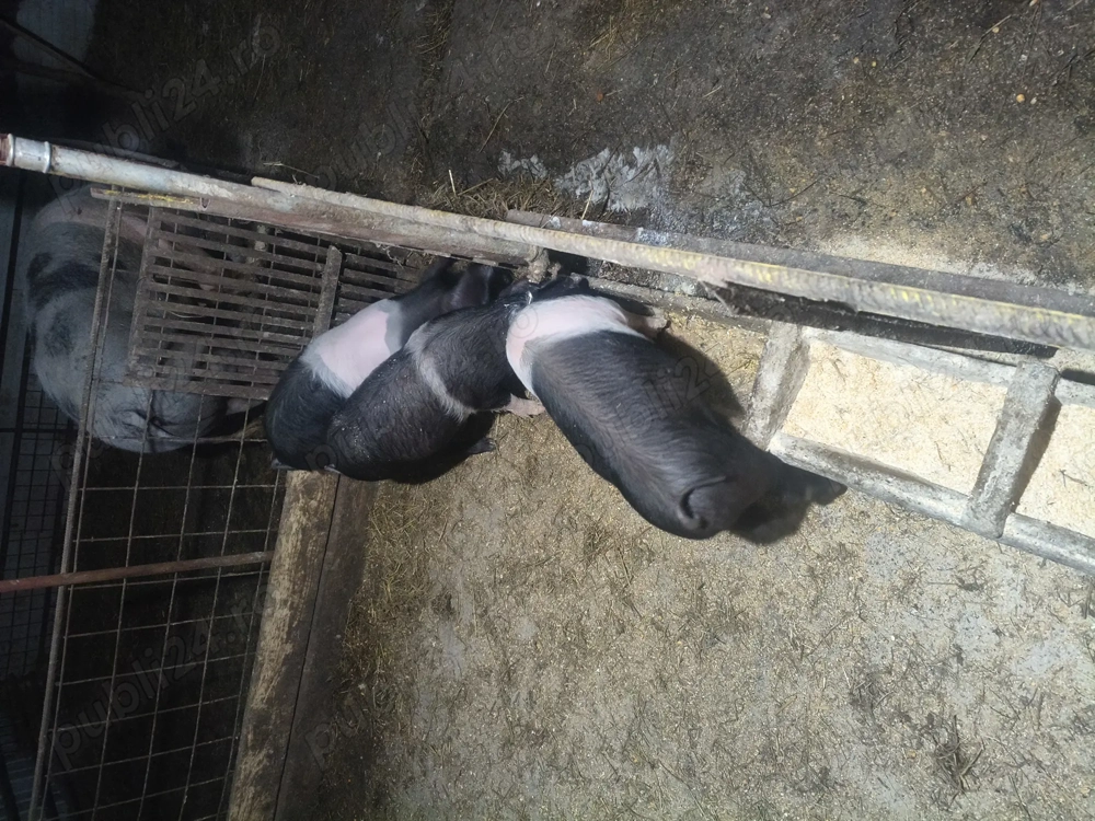 Purcei de vînzare disponibil o pereche.