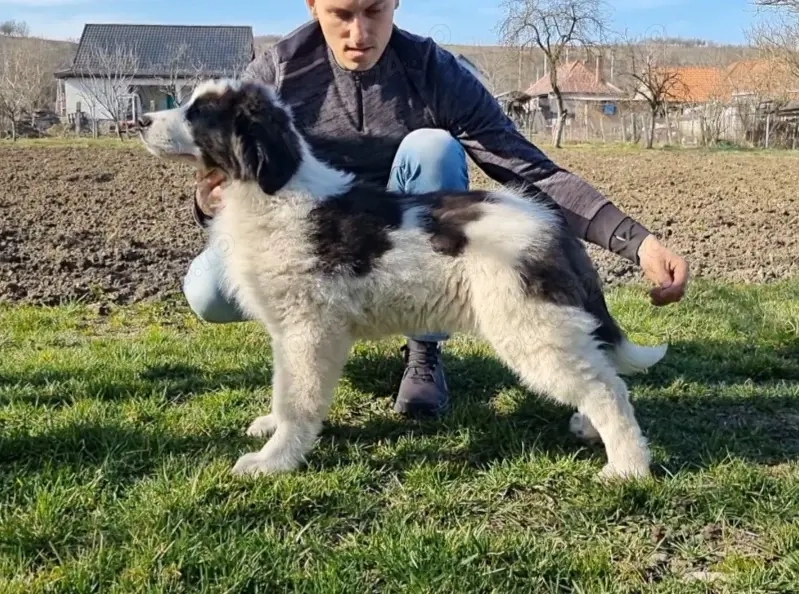 Puiuți Ciobănesc românesc de Bucovina 