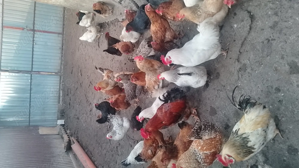 Vând cocoșii de țară 