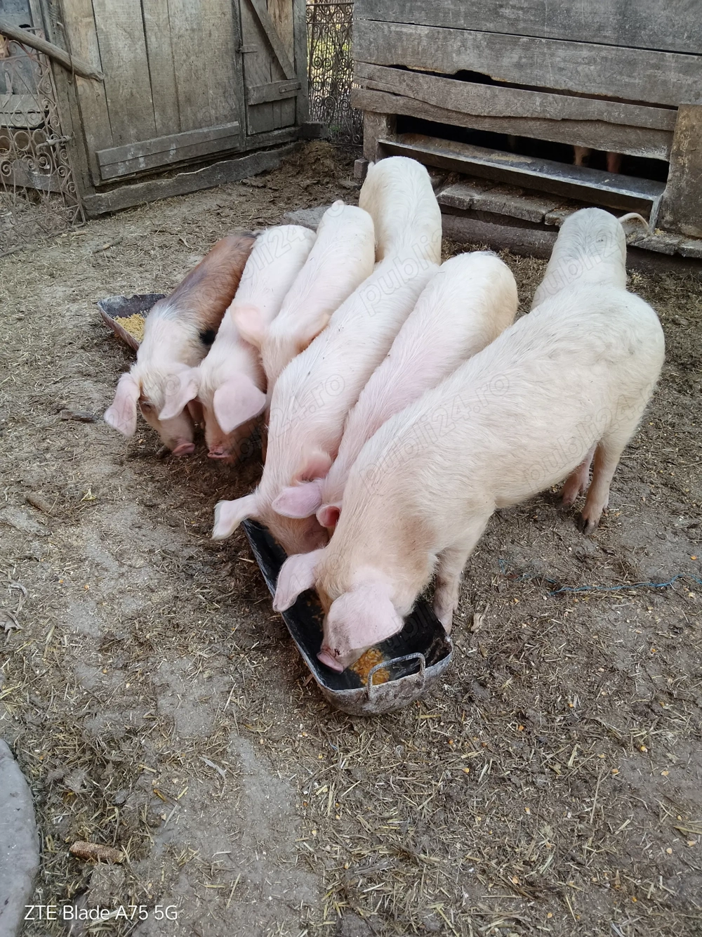 Decoratiuni Crăciun