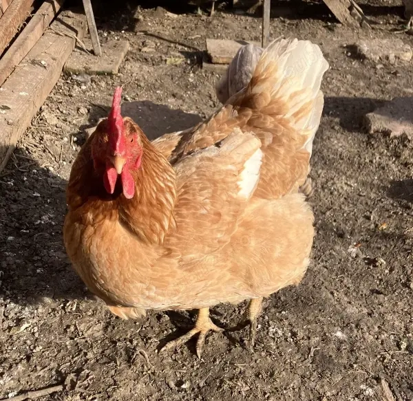 Vand gaina puicuta de tara mixta 