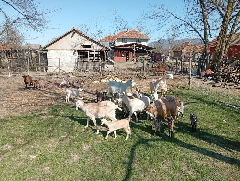 Disponibile spre vânzare un număr de 35 de capre efectiv complet cu ieduti și 2 țapi buni de montă a