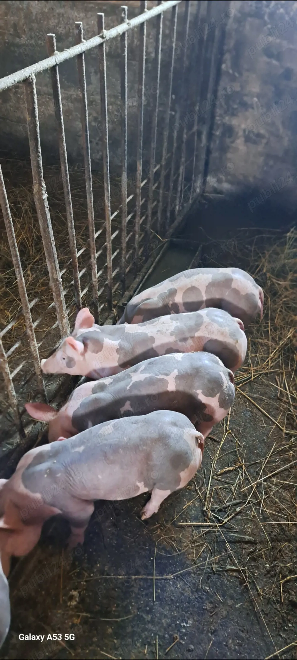 Scrofiță și vieruț pt.reproducție